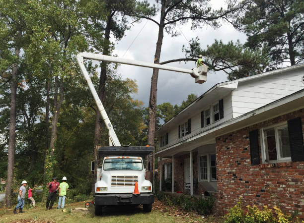 How Our Tree Care Process Works  in  Friday Harbor, WA