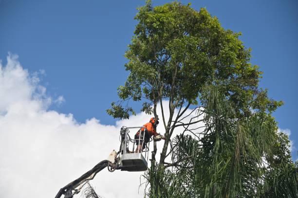 Tree and Shrub Care in Friday Harbor, WA