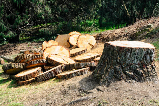 Best Tree Disease Treatment  in Friday Harbor, WA